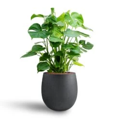 Grigio Balloon Plant Pot - Anthracite Concrete -Plant Supplies Sale Monstera deliciosa Hydroculture Grigio Balloon Plant Pot Anthracite Concrete 2 4856dd29 eb28 4fec 895f 67751abe7449