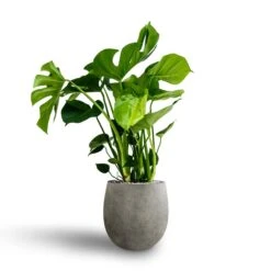 Grigio Balloon Plant Pot - Natural Concrete -Plant Supplies Sale Monstera deliciosa Hydroculture Grigio Balloon Plant Pot Natural Concrete 1c39b812 af40 4602 97a6 043e5900721f
