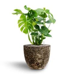 Lava Couple Relic Planter - Black -Plant Supplies Sale Monstera deliciosa Hydroculture Lava Couple Relic Planter Black 068a0dd8 649a 4cdc b66a e73ba5fa6790
