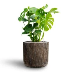 Luxe Lite Waterfall Cylinder Planter - Bronze 21 Luxe Lite Waterfall Cylinder Planter - Bronze -Plant Supplies Sale Monstera deliciosa Hydroculture Luxe Lite Waterfall Cylinder Planter Bronze 05793a49 d1a0 463b 8e75 c15fa652684a