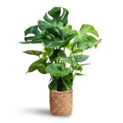 Zayn Bamboo Planter -Plant Supplies Sale Monstera deliciosa Hydroculture Zayn Bamboo Planter 7e1bc869 5f47 40a3 a23a cc66f565b733