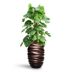 Gradient Lee Partner Planter - Matt Coffee 10 Gradient Lee Partner Planter - Matt Coffee -Plant Supplies Sale Monstera deliciosa Moss Pole HydroCare Gradient Lee Partner Planter Matt Coffee 5606cfb2 d1e1 4b7a 8b46 d21c2c65acb4
