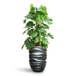 Monstera Deliciosa - Moss Pole - HydroCare -Plant Supplies Sale Monstera deliciosa Moss Pole HydroCare Gradient Lee Partner Planter Matt Grey