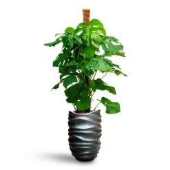 Gradient Lee Partner Planter - Matt Grey -Plant Supplies Sale Monstera deliciosa Moss Pole Hydroculture Gradient Lee Partner Planter Matt Grey