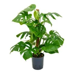 Monstera Deliciosa - Moss Pole - HydroCare -Plant Supplies Sale Monstera deliciosa Moss Pole Indoor Plant Hydroculture 18 19x90cm