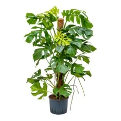Monstera Deliciosa - Moss Pole - HydroCare -Plant Supplies Sale Monstera deliciosa Moss Pole Indoor Plant Hydroculture 25 19x130cm