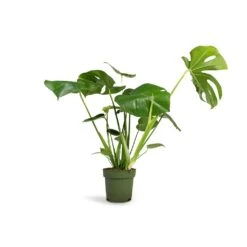 Monstera Deliciosa - Swiss Cheese Plant -Plant Supplies Sale Monstera deliciosa Swiss Cheese Plant 17x60cm