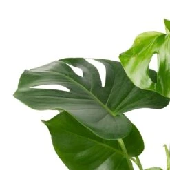Monstera Deliciosa - Swiss Cheese Plant -Plant Supplies Sale Monstera deliciosa Swiss Cheese Plant 17x65cm 2