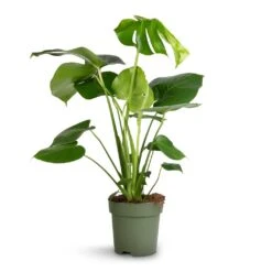 Monstera Deliciosa - Swiss Cheese Plant -Plant Supplies Sale Monstera deliciosa Swiss Cheese Plant 17x65cm