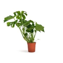 Monstera Deliciosa - Swiss Cheese Plant -Plant Supplies Sale Monstera deliciosa Swiss Cheese Plant 21x70cm