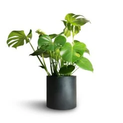 Puk Natural Planter - Matt Black 11 Puk Natural Planter - Matt Black -Plant Supplies Sale Monstera deliciosa Swiss Cheese Plant 21x70cm Puk Natural Planter Matt Black 25x25cm
