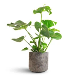 Monstera Deliciosa - Swiss Cheese Plant -Plant Supplies Sale Monstera deliciosa Swiss Cheese Plant 21x70cm Saar Plant Pot Earth Cement 26x25cm