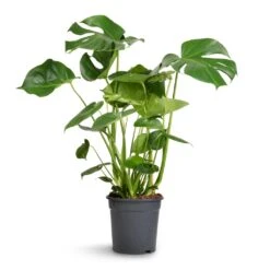 Monstera Deliciosa - Swiss Cheese Plant -Plant Supplies Sale Monstera deliciosa Swiss Cheese Plant 21x80cm 2