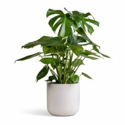 Monstera Deliciosa - Swiss Cheese Plant -Plant Supplies Sale Monstera deliciosa Swiss Cheese Plant 21x80cm Lisbon Plant Pot White 24x24cm 003985f8 7835 44e5 8d30 2cf17d2facce