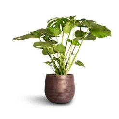 Lydia Plant Pot - Shiny Purple -Plant Supplies Sale Monstera deliciosa Swiss Cheese Plant 21x80cm Lydia Plant Pot Shiny Purple 26x26cm