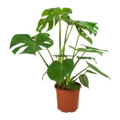 Monstera Deliciosa - Swiss Cheese Plant -Plant Supplies Sale Monstera deliciosa Swiss Cheese Plant