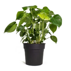 Monstera Deliciosa - Swiss Cheese Plant -Plant Supplies Sale Monstera deliciosa Swiss Cheese Plant 30cm