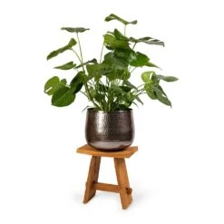 Monstera Deliciosa - Swiss Cheese Plant -Plant Supplies Sale Monstera deliciosa Swiss Cheese Plant 30x80cm Jenna Metal Plant Pots Set3 Lead 9154eb5d d5a4 43f1 a3a5 6238707d9c6d