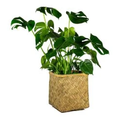 Kobe Bamboo Planter -Plant Supplies Sale Monstera deliciosa Swiss Cheese Plant Kobe Bamboo Planter plant pot 765e3818 43e1 4b9d 9b03 2092a9d1c5a8