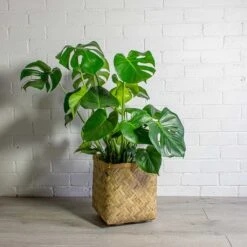 Kobe Bamboo Planter -Plant Supplies Sale Monstera deliciosa Swiss Cheese Plant Kobe Bamboo Planter 6a2e9ebb 737e 4d33 8b5d fd369e254c1f