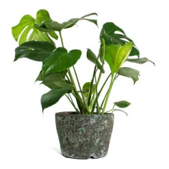Monstera Deliciosa - Swiss Cheese Plant -Plant Supplies Sale Monstera deliciosa Swiss Cheese Plant Lava Couple Straight Relic Planter Jade e10d5cdf 9ed7 4c96 9da4 a09fccb68194