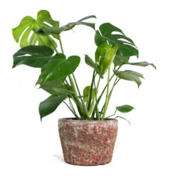 Monstera Deliciosa - Swiss Cheese Plant -Plant Supplies Sale Monstera deliciosa Swiss Cheese Plant Lava Couple Straight Relic Planter Pink 1c570f30 76d0 4e5f 8efc e6db177ddf6c