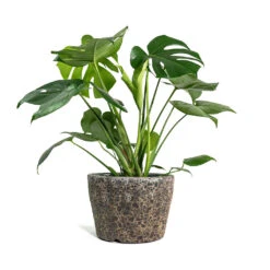 Monstera Deliciosa - Swiss Cheese Plant -Plant Supplies Sale Monstera deliciosa Swiss Cheese Plant Lava Couple Straight Relic Planter Rust d7609045 b386 403e 94f9 c4b9991748d3