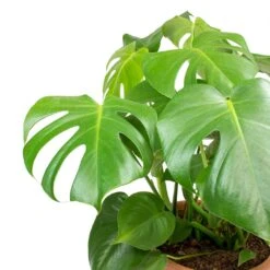 Monstera Deliciosa - Moss Pole - HydroCare -Plant Supplies Sale Monstera deliciosa Swiss Cheese Plant Leaves b8e99950 1f87 4732 936f d5030097bfc4