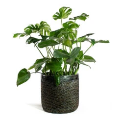 Luxe Lite Layer Cylinder Planter - Bronze -Plant Supplies Sale Monstera deliciosa Swiss Cheese Plant Luxe Lite Layer Cylinder Planter Bronze