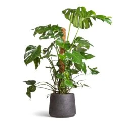 Patt Plant Pot - Black Washed 25 Patt Plant Pot - Black Washed -Plant Supplies Sale Monstera deliciosa Swiss Cheese Plant Moss Pole 27x120cm Patt Plant Pot Black Washed 34x29cm ab2149e8 7db8 44c9 98fb c2395be54661