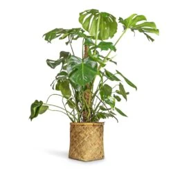 Zayn Bamboo Planter -Plant Supplies Sale Monstera deliciosa Swiss Cheese Plant Moss Pole 27x120cm Zayn Bamboo Planter 31.5x33cm 2 6aa9c1a4 6f08 459e adc3 1adbcb94801e
