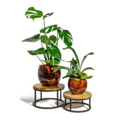 Kae Plant Pot - Cayenne -Plant Supplies Sale Monstera deliciosa Swiss Cheese Plant Platycerium bifurcatum Common Staghorn Fern kae cayenne plant pot lois stand