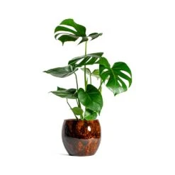 Monstera Deliciosa - Swiss Cheese Plant -Plant Supplies Sale Monstera deliciosa Swiss Cheese Plant kae cayenne plant pot