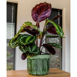 Moon Plant Pot - Jungle 20 Moon Plant Pot - Jungle -Plant Supplies Sale MoonPlantPotJungle 1