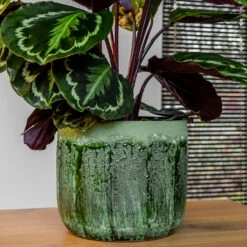 Moon Plant Pot - Jungle 23 Moon Plant Pot - Jungle -Plant Supplies Sale MoonPlantPotJungle 2