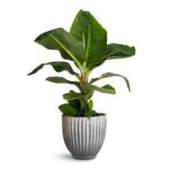 Lagos Plant Pot - Anthracite -Plant Supplies Sale Musa Dwarf Cavendish Banana Plant 17x50cm Lagos Plant Pot Anthracite 20x20cm 611907d0 869b 4785 8a98 8db8231c95c8