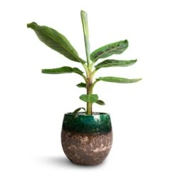 Lindy Plant Pot - Black Green -Plant Supplies Sale Musa Dwarf Cavendish Banana Plant 17x60cm Lindy Plant Pot Black Green 23x20cm 2b6dc9c7 ee31 433a 8426 67d83d693d61