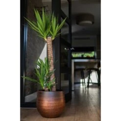 Mya Plant Pot - Shiny Mocha -Plant Supplies Sale Mya Plant Pot Shiny Mocha Yucca Houseplant