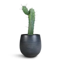 Esra Plant Pot - Graphite 20 Esra Plant Pot - Graphite -Plant Supplies Sale Myrtillocactus Geometrizans Blue Myrtle Cactus Esra Plant Pot Graphite 22x20cm e6fdf94c 7b02 47c3 afef a8a84c024501