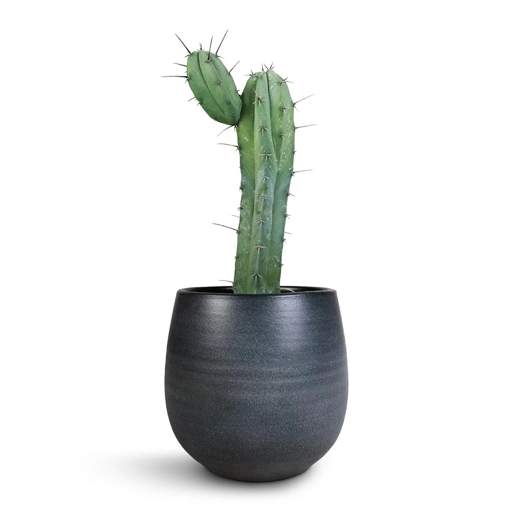 Esra Plant Pot - Graphite 5 Esra Plant Pot - Graphite - Image 5
