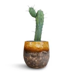 Lindy Plant Pot - Ochre 23 Lindy Plant Pot - Ochre -Plant Supplies Sale Myrtillocactus Geometrizans Blue Myrtle Cactus Lindy Plant Pot Ochre 23x20cm 3110c197 69a7 46c5 ac4e 4f3dee118d6e