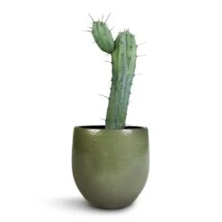 Zembla Plant Pot - Green -Plant Supplies Sale Myrtillocactus Geometrizans Blue Myrtle Cactus Zembla Plant Pot Green 22x20cm 8ecabfd5 72cc 488b a4f4 4c273c60b2e5
