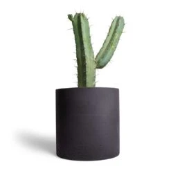 Puk Plant Pot - Black Washed -Plant Supplies Sale Myrtillocactus geometrizans Blue Myrtle Cactus 17x50cm Puk Plant Pot Black Washed 25x25cm 1559f7f3 af2f 4222 8eaa 521daa724c38