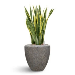 Naturescast Couple Planter - Grey 9 Naturescast Couple Planter - Grey -Plant Supplies Sale Naturescast Couple Planter Grey Sanseveria