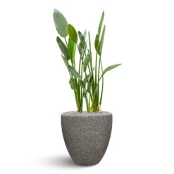 Naturescast Couple Planter - Grey 10 Naturescast Couple Planter - Grey -Plant Supplies Sale Naturescast Couple Planter Grey Stelitzia