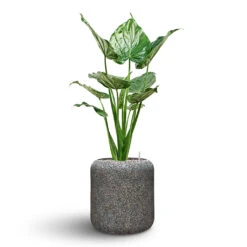 Naturescast Cylinder Planter - Grey -Plant Supplies Sale Naturescast Cylinder Planter Alocasia