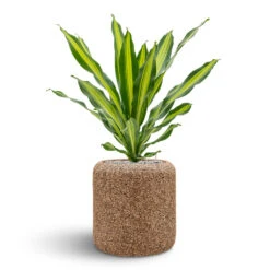 Naturescast Cylinder Planter - Natural 13 Naturescast Cylinder Planter - Natural -Plant Supplies Sale Naturescast Cylinder Planter Burley