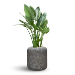 Naturescast Cylinder Planter - Grey -Plant Supplies Sale Naturescast Cylinder Planter Strelitzia