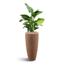 Naturescast Partner Planter - Natural -Plant Supplies Sale Naturescast Partner Planter strelitzia
