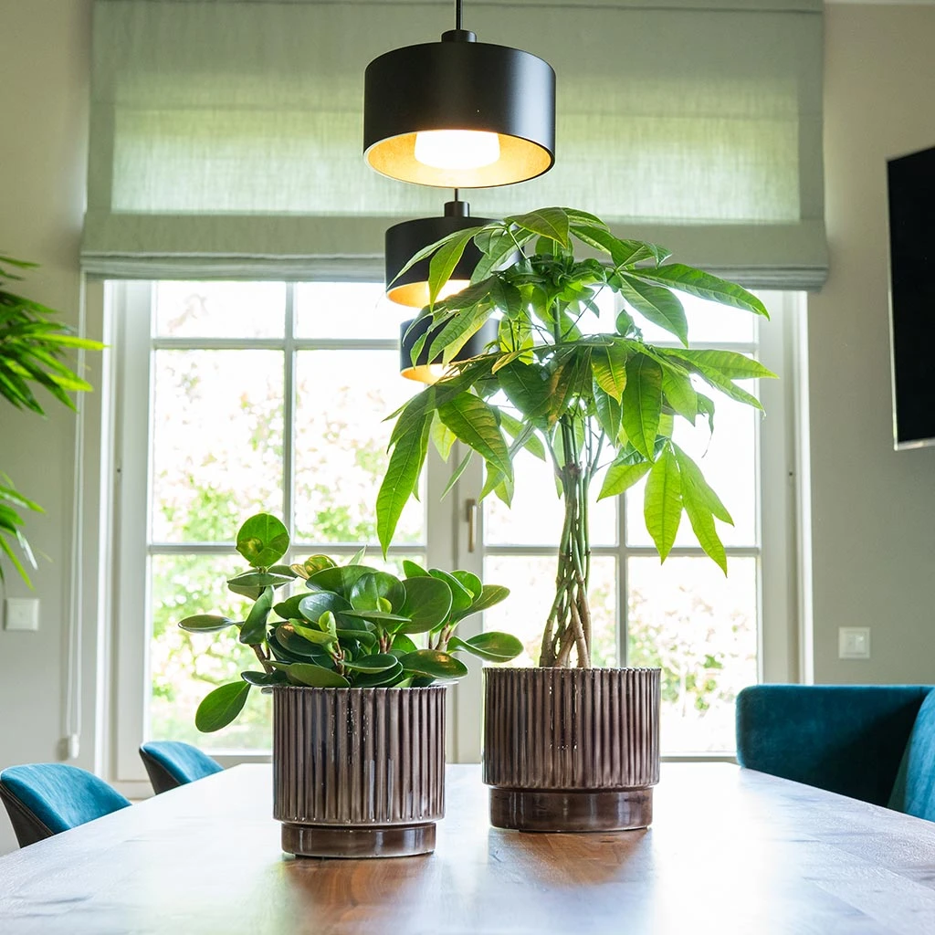 Nella Plant Pot - Coffee 5 Nella Plant Pot - Coffee - Image 5